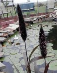 Millet heads close up.JPG