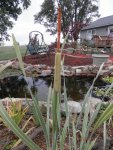 My first cattail on dwarf plant.JPG