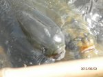 Grass carp on left, koi on right.JPG