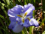 Japanese iris.JPG