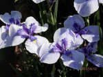 Japanese purple iris.JPG