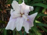 Japanese white and purple vein iris.JPG