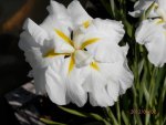 Japanese white iris.JPG