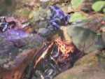 Frogs - poisonous but colorful.JPG