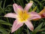 Daylily looked like a star.JPG