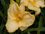 Daylily ruffled.JPG