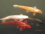 Koi at BG.JPG