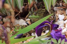 bullfrogs and iris 01+.jpg