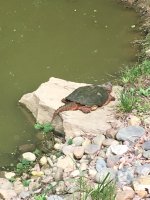 Snapping turtle.JPG