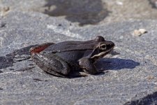 wood frogs arrive 01+.jpg