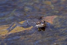 wood frogs arrive 02+.jpg