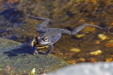 wood frogs arrive 05+.jpg