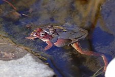 wood frogs arrive 07+.jpg