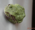 Face view of tree frog, looks like no legs.JPG