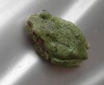 Tree frog.JPG