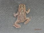 Young toad climbing window well screen.JPG