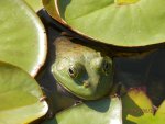 Bully peeking out between the lily pads.JPG