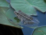 Leopard frog in pond.JPG