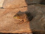 Baby bullfrog I think.JPG