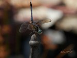 Dragonfly in macro mode.JPG