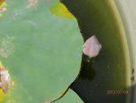 Lotus bud ... first one.JPG