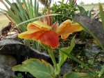 First canna getting ready for full bloom.JPG