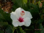 Hibiscus in goldfish pond bog.JPG