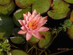 Peach lily from Chris in goldfish pond.JPG