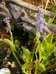 Pickeral rush blooming in goldfish bog.JPG