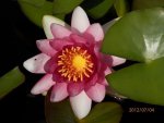 Pink lily in koi pond.JPG