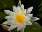 white lily in koi pond.JPG