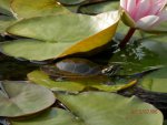 Baby turtle on lily pad.JPG