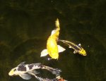 koi pond updates 040.JPG