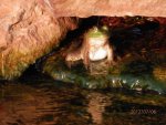 Bullfrog on overflow of goldfish pond bog.JPG