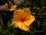 Orange hibiscus.JPG