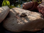 Baby bullfrog on 12 in wide rock.JPG