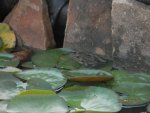 Leopard frog.JPG