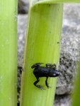 frog-8July2012.JPG