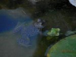 Very small spotted frog ... bullfrog maybe.JPG