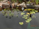 Lilies moved and creeping primrose in goldfish pond.JPG