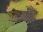 Baby bullfrog.JPG