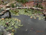 Lilies in koi pond.JPG