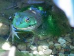 Cute littly bullfrog with a green slime robe.JPG