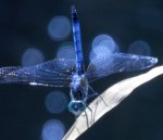 Dragonfly.JPG