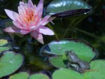 Baby bullfrog and peach lily.JPG