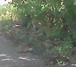 Bobcat kitten near Twylas house.jpg