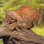 Bobcat kitten.jpg