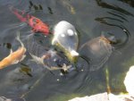 Shamu, Bekky and large painted turtle .JPG