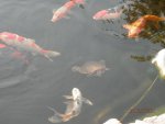 Large turtle with koi.JPG