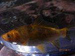 Orange head baby koi.JPG